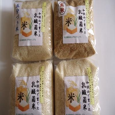 ふるさと納税 和歌山市 乳酸菌で育てたお米(白米×2・玄米×1・五分づき×1)詰合せ