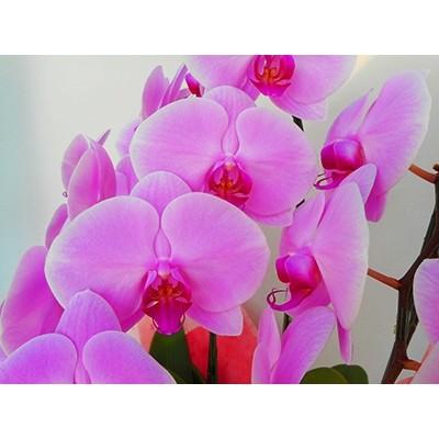 New限定品 開成町 ふるさと納税 胡蝶蘭 生花 1本立ち 4 5号鉢 正規激安 Mobile Scotturb Com