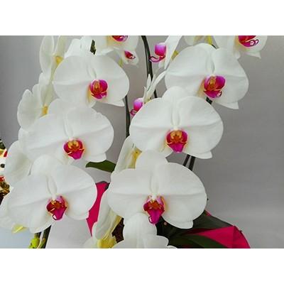 New限定品 開成町 ふるさと納税 胡蝶蘭 生花 1本立ち 4 5号鉢 正規激安 Mobile Scotturb Com