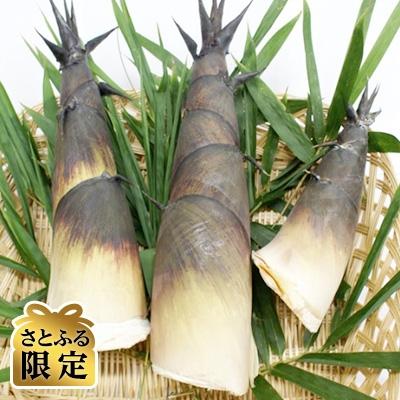 ふるさと納税 嘉手納町 沖縄のたけの子 180g×8袋[さとふる限定]