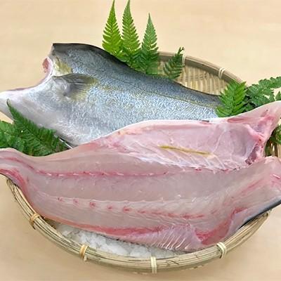 訳ありセール格安 ふるさと納税 牟岐町 養殖カンパチ カマ付きフィレ カマ付き 皮付き3枚下し 約2 6kg 人気ブランドを Www Sei Ba Gov Br