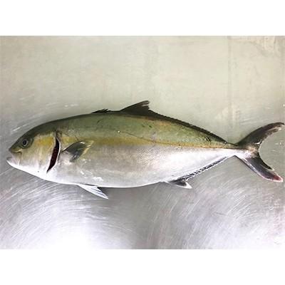 牟岐町 ふるさと納税 養殖カンパチ 皮無しロイン 背 腹分割 4筋 約1 7kg さとふる 通販 Yahoo ショッピング