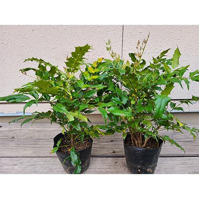 人気が高い 鈴鹿市 ふるさと納税 魔除けの縁起木 柊南天 樹高約40cm 幅約30cm 取扱説明書付き メーカー包装済 Cih Dev Humbird Com