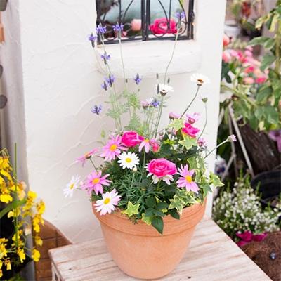 販売店 ふるさと納税 朝倉市 季節のお花寄せ植え お任せ ミックス色 さとふる 通販 Yahoo ショッピング 直売超特価 Murad Com Jo