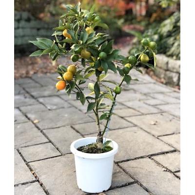 ふるさと納税 朝倉市 実付き!寧波金柑