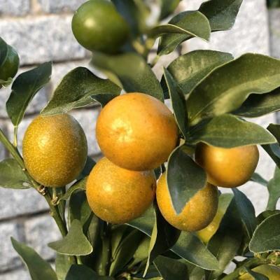 ふるさと納税 朝倉市 実付き!寧波金柑_1