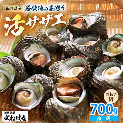 ふるさと納税 美浜町 福井・若狭湾の素潜り 活サザエ 700g(8〜10個)
