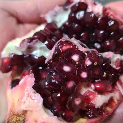 ふるさと納税 鈴鹿市 大実ザクロ カリフォルニアザクロ 美容と健康に人気の果樹苗 庭木 果樹 さとふる 通販 Yahoo ショッピング