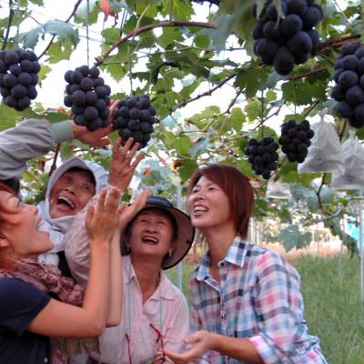 ふるさと納税 津山市 【さとふる限定】【2026年度発送分】早起き農家の