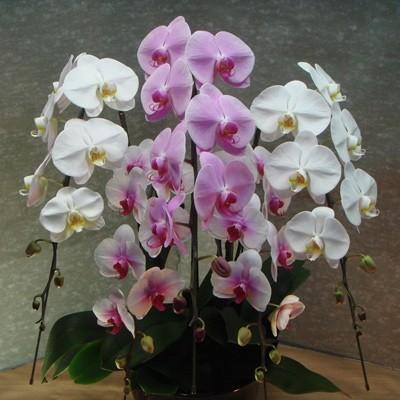 高評価オープニング大放出セール 大輪3色 渥美半島たはらブランド さとふる お礼品詳細 ふるさと納税 田原市 渥美半島たはらブランド その他花 ガーデニング 5本寄陶器鉢寄せ植え 中村洋ランの胡蝶蘭 その他花 ガーデニング