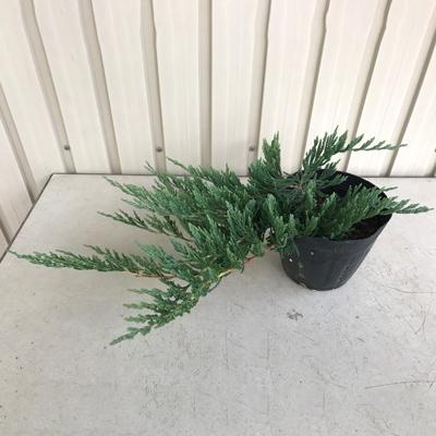 鈴鹿市 ふるさと納税 グランドカバー 這性コニファー バーハーバー 5号ポット 6鉢セット Silksunlimited Com