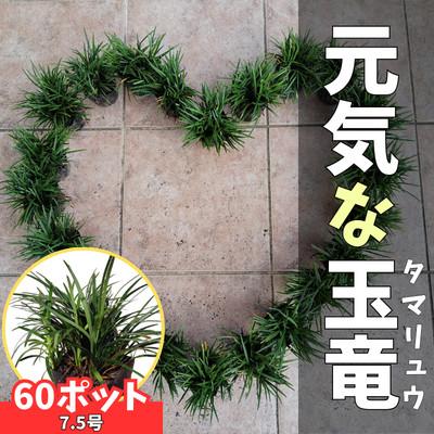 ふるさと納税 鈴鹿市 [産地直送]元気なタマリュウ(7.5pot)60本セット『約1.5平方メートル分』