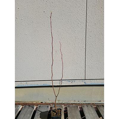 鈴鹿市 ふるさと納税 ナツハゼ 樹高約80cm 1m 取扱説明書付き さとふる 通販 Yahoo ショッピング