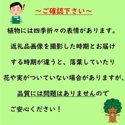 ふるさと納税 鈴鹿市 緑の力で地球を元気に!ヒメイワダレソウ 9cmポット 20ポットの画像