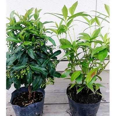 鈴鹿市 ふるさと納税 縁起の良い木 万両 千両 樹高約40cm 13cmポット取扱説明書付き さとふる 通販 Yahoo ショッピング