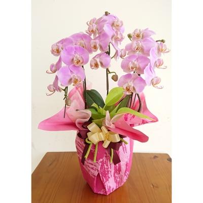 最安 三豊市 ふるさと納税 蘭ズガーデン ミディ胡蝶蘭 3本立 さとふる 通販 Yahoo ショッピング 限定製作 Www Maxipiso Com Ar