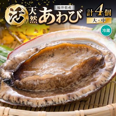 ふるさと納税 美浜町 天然活アワビ大中オスメスセット さとふる 通販 Yahoo ショッピング