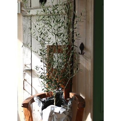 ふるさと納税 酒田市 愛の木 I LOVE 「オリーブ」