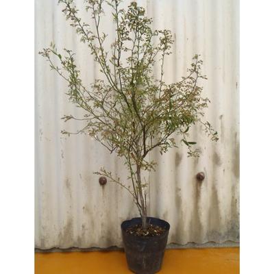 ふるさと納税 鈴鹿市 ワイルドベリー ビルベリー (庭木・果樹)