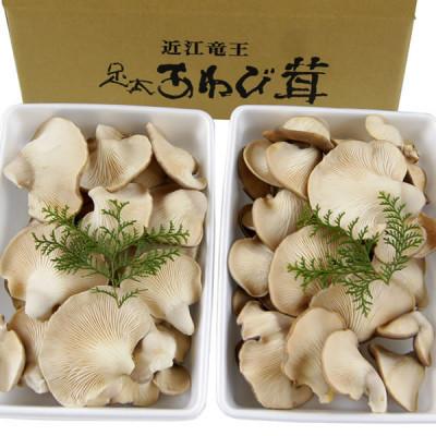 ふるさと納税 竜王町 滋賀県竜王町産ヘルシーきのこ「足太あわび茸」約850g×2個セット