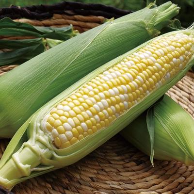 ふるさと納税 長野県 生でも美味しい!南信州産・甘旨フルーツとうもろこし12本