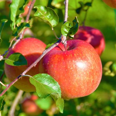 ふるさと納税 ランキング総合1位 長野県 先行受付開始 信州のりんご サンふじ 最新作売れ筋が満載 約5kg