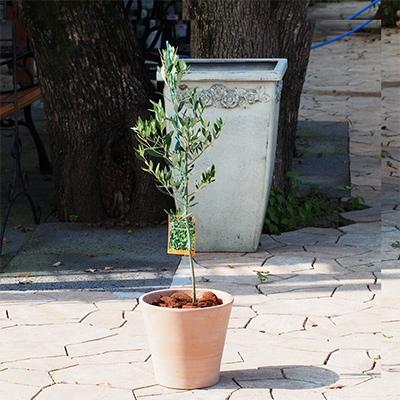 ふるさと納税 朝倉市 オリーブの木鉢植え テラコッタ鉢 22新作
