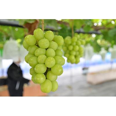 ふるさと納税 山元町 [2026年 秋発送分]〜シャインマスカット〜 2〜3房(約1.1kg)Domaine MARUTA