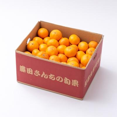 ふるさと納税 有田市 有田みかん「未来への虹」約10kg(藤田農園