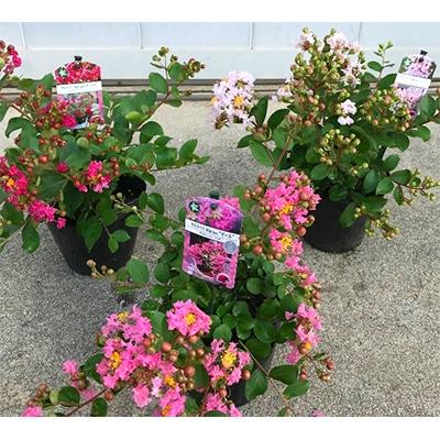 Seal限定商品 鈴鹿市 ふるさと納税 海外の矮性サルスベリ シリーズ Withlove 5種セット さとふる 通販 Yahoo ショッピング 楽天1位 Mobile Scotturb Com