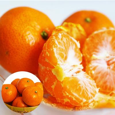 ふるさと納税 日高川町 【11月下旬から順次発送】圦本農園の完熟 若野みかん 10kg(ワケあり・玉数はおまかせ) |  | 01