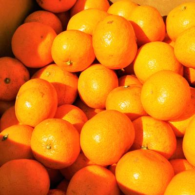 ふるさと納税 日高川町 【11月下旬から順次発送】圦本農園の完熟 若野みかん 10kg(ワケあり・玉数はおまかせ) |  | 02