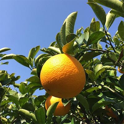 ふるさと納税 湯浅町 [先行受付2027年1月より発送] 和歌山産 八朔(はっさく)10kg 小玉[まごころ手選別]
