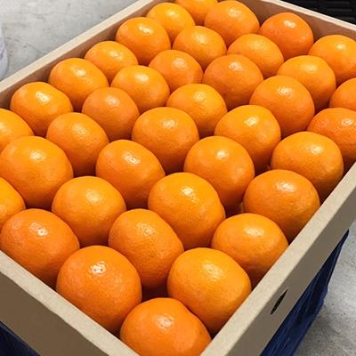 ふるさと納税 湯浅町 2026年11月中旬より順次発送[まごころ手選別]和歌山の有田みかん 化粧箱入り約5kg2Sサイズ