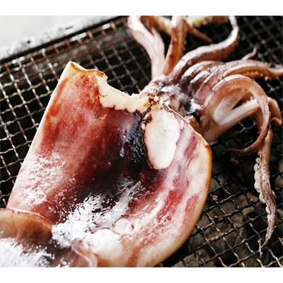 ふるさと納税 宮津市 日本海産 柔らか肉厚のスルメイカ一夜干し(大)3枚 [冷凍]