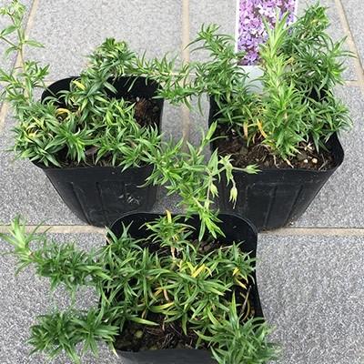 ふるさと納税 鈴鹿市 芝桜 シバザクラ オーキントンブルーアイ 青い花 9センチポット 30株セット 1061099 さとふる 通販 Yahoo ショッピング