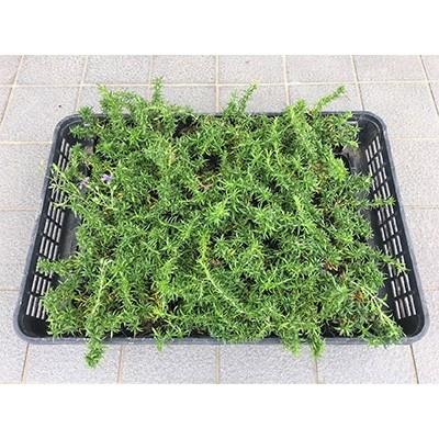 ふるさと納税 鈴鹿市 芝桜 シバザクラ オーキントンブルーアイ 青い花 9センチポット 30株セット 1061099 さとふる 通販 Yahoo ショッピング