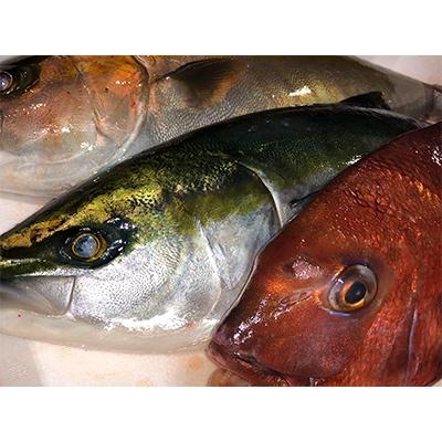 ふるさと納税 八幡浜市 竹中水産の ハマチ カンパチ 鯛のいずれかを丸ごと1本お届け 鯛は2尾 G22 231 さとふる 通販 Yahoo ショッピング