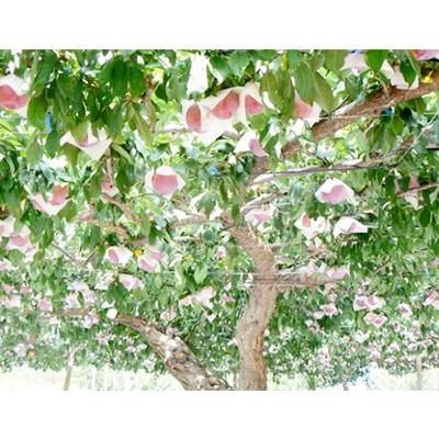 ふるさと納税 南アルプス市 すもも 【 貴陽 】　大玉　約1.8kg　化粧箱入り (2025年発送分)