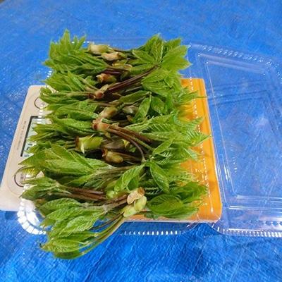 ふるさと納税 横手市 天然コシアブラ(生) 100g×3パックの画像