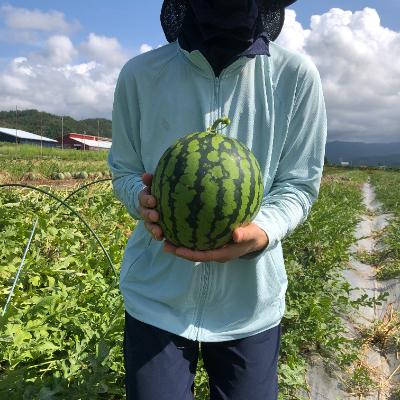 ふるさと納税 尾花沢市 尾花沢産小玉(約2〜4kg)スイカ×4|y-sf|02