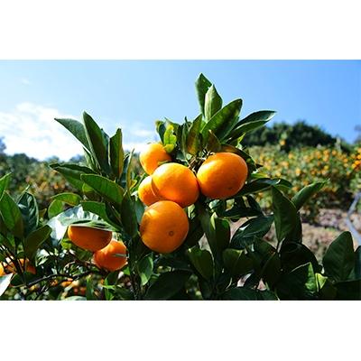 ふるさと納税 湯浅町 有田 蜂久みかん 青秀 約5キロ