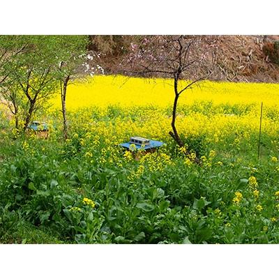 ふるさと納税 豊後大野市 日本ミツバチの純粋蜂蜜 440gの画像