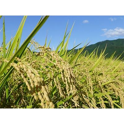 ふるさと納税 丹波市 兵庫県丹波市産特別栽培米コシヒカリ「夢たんば