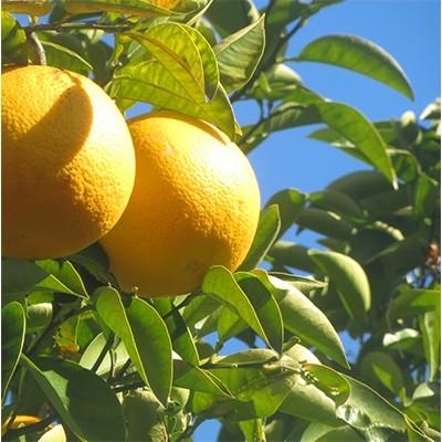 クーポン10 湯浅町 ふるさと納税 新鮮果実 はっさく 10kg M 4l 紀州グルメ市場 みかん 柑橘類 お名前シール特典付 Ecoton Or Id