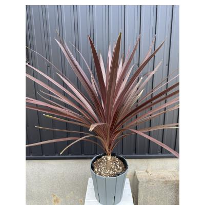 赤ドラセナ　斑入り　約130cm 幹長　レッドスター　32 赤ドラセナ 斑入り 約130cm 幹長 レッドスター 32 ふるさと納税 鈴鹿市