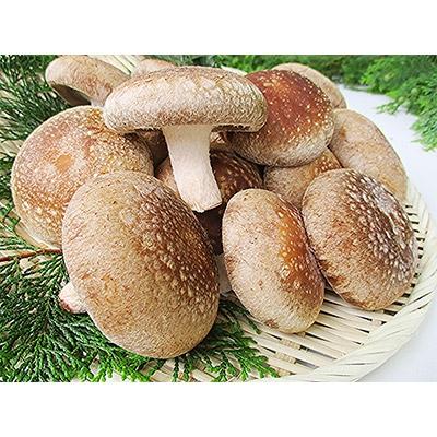 ふるさと納税 香美市 肉厚　生しいたけ「香北そだち」(8個入り)と乾燥椎茸(スライス30g・丸干し40g)セット_1