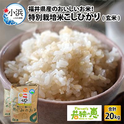ふるさと納税 小浜市 令和5年 福井県産特別栽培米コシヒカリ 玄米10kg×2