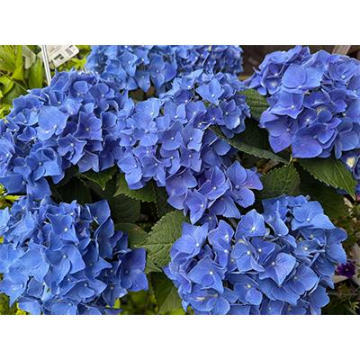 ふるさと納税 藤枝市 アジサイ鉢植え　ブルー系 5号