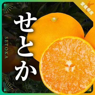 ふるさと納税 八幡浜市 三代目の柑橘の大トロ[せとか]3kg[C31-6]